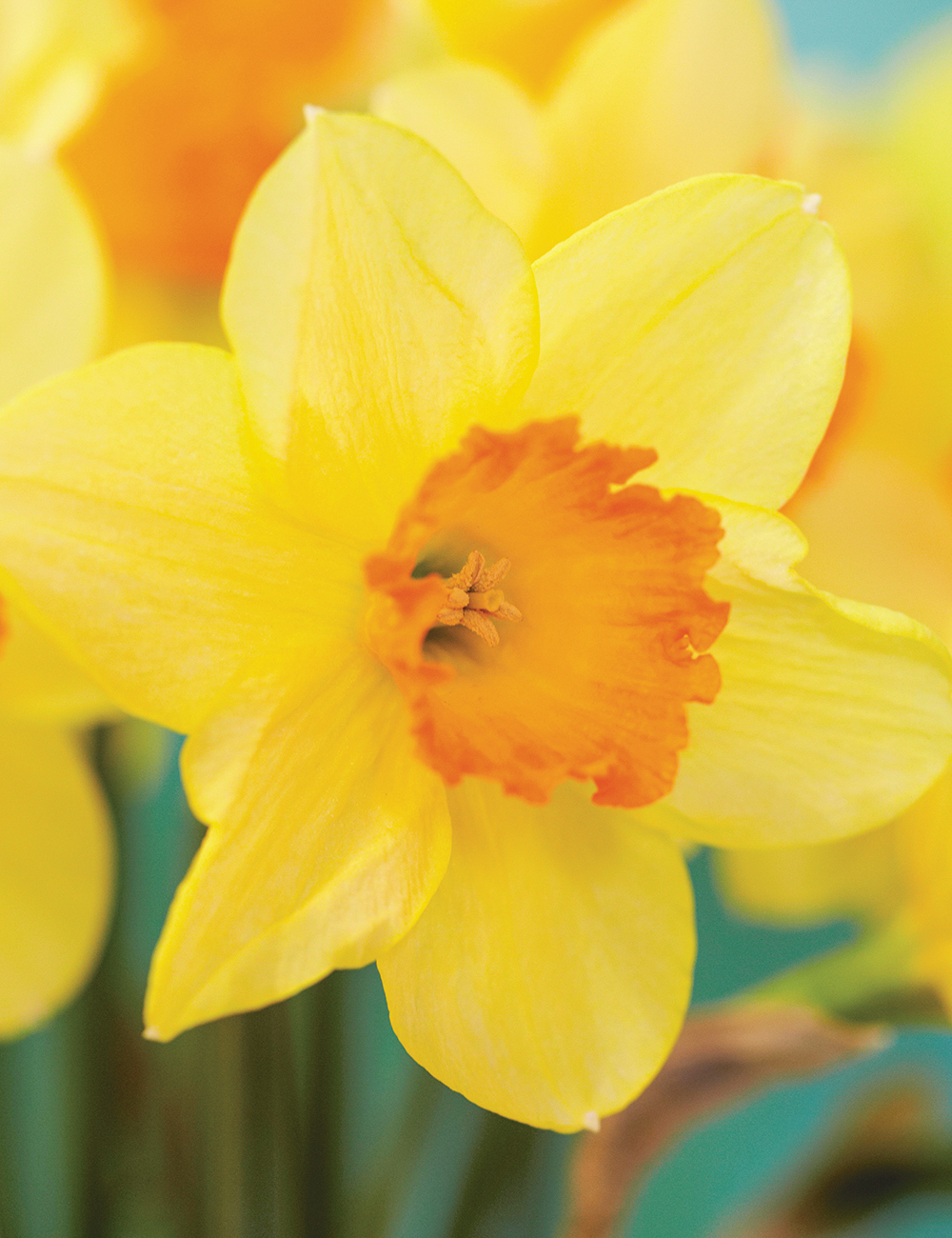 daffodil red bottoms
