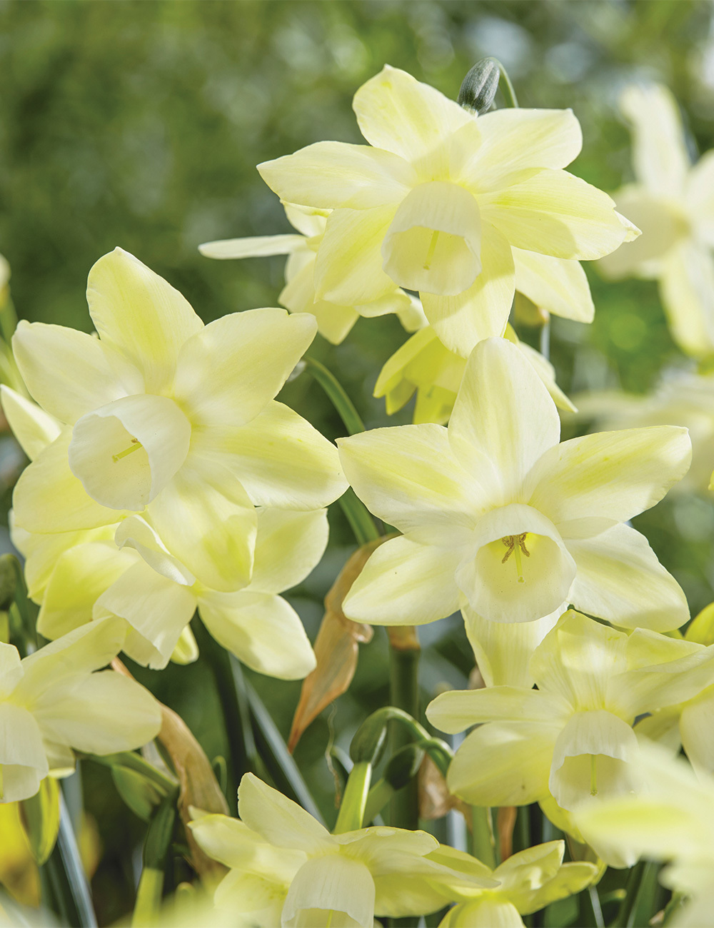 Tesselaar Fundraising Scented Daffodil 'Moonlight Sensation'