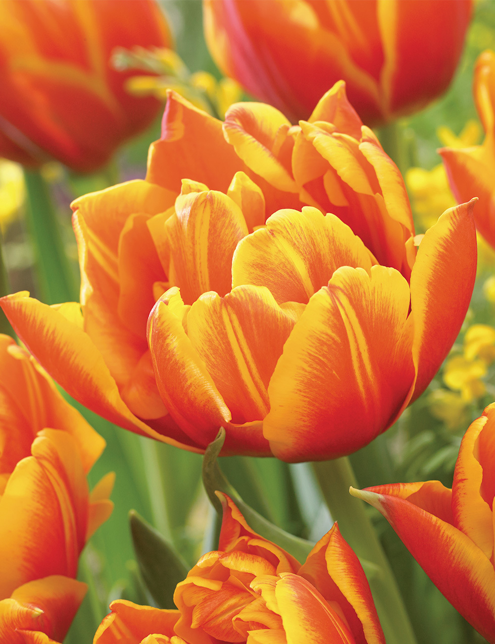 Tesselaar Fundraising Double Tulip 'Crossfire'