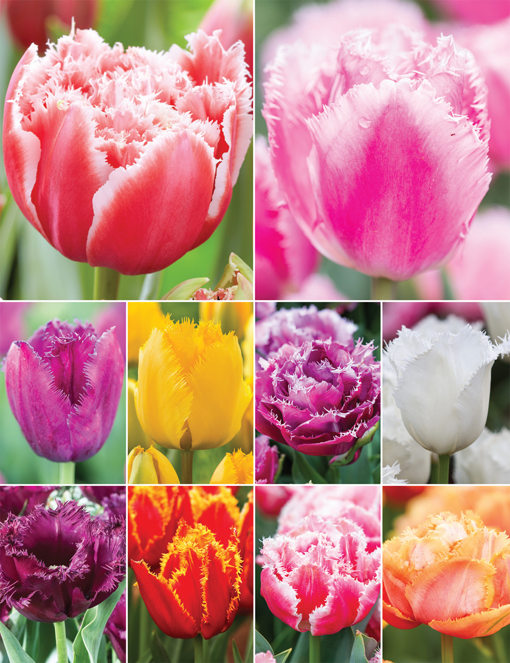 Tesselaar Fundraising Fringed Tulips Collection